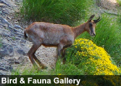 bird and fauna gallery