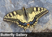 butterfly gallery