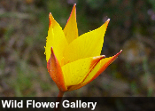 flower gallery