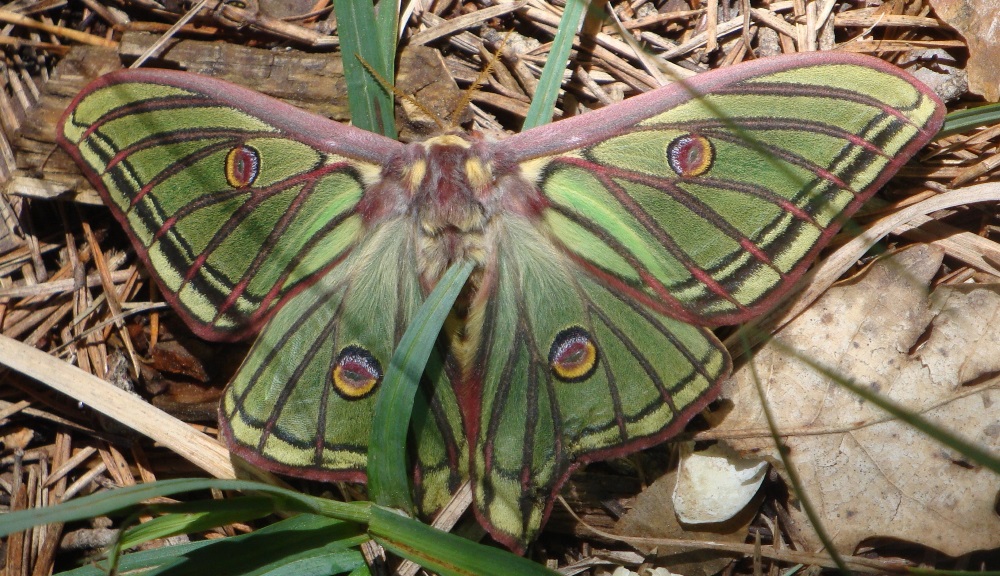 Pyrenees butterflies and moths Blogging from the Pyrenees