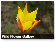 Flowers of the Pyrenees