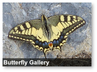 Butterfly Gallery