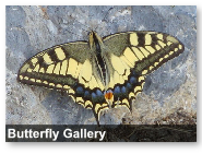 Butterfly Gallery
