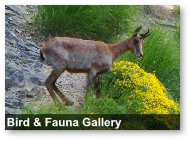 Bird & Fauna Gallery