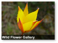 Flora Gallery