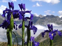 Iris