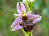 Woodcock Orchid