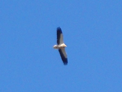 pyrenees-egyptian-vulture Egyptian vulture seen near Piedrafita