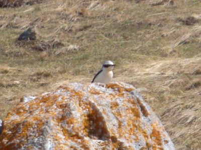 northern-wheatear Northern Wheatear - a summer visitor to the Pyrenees