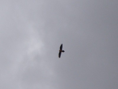 The unmistakable profile of a lammergeier with it's long diamond shaped tail, dark wings and rusty coloured body. A magnificent vulture.