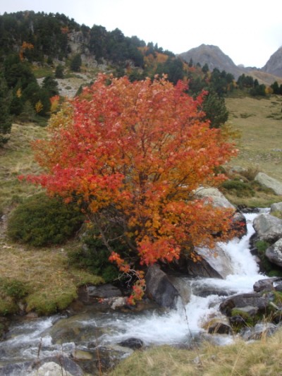 Rowan A rowan with fabulous autumn colours