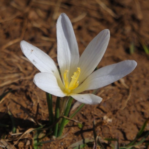 Crocus Nevadensis Crocus Nevadensis