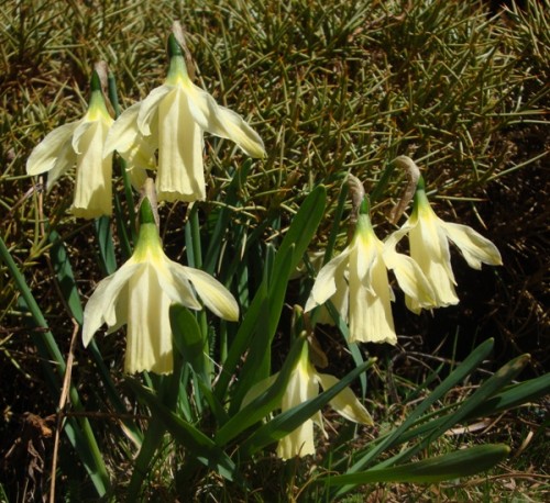 Wild daffodils (narcissus pseudonarcissus) Wild daffodils (narcissus pseudonarcissus)