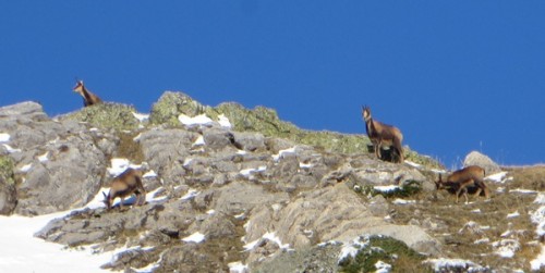 Sarrios or chamois