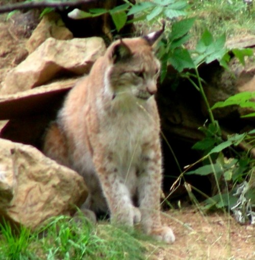 European Lynx