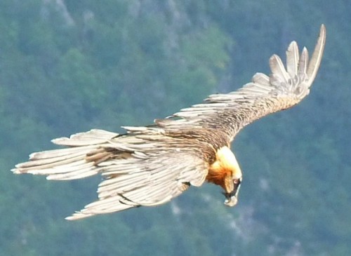 Lammergeier
