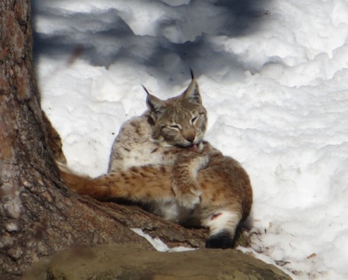 European-Lynx-in-snow European Lynx in the snow