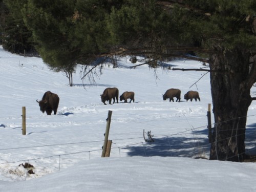 European bison in the snow European bison in the snow
