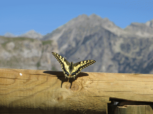 Swallowtail at the viewpoint