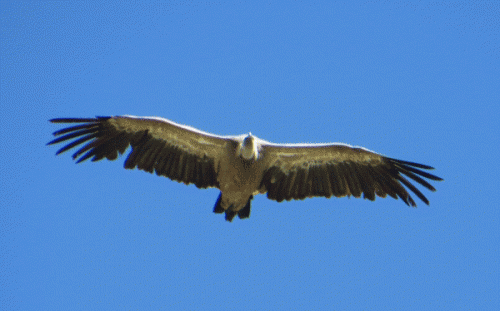 Griffon vulture