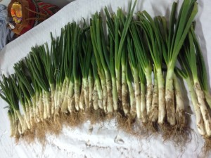 calcot-07