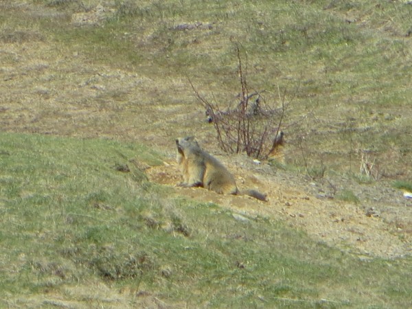 Mormot in the Pyrenees