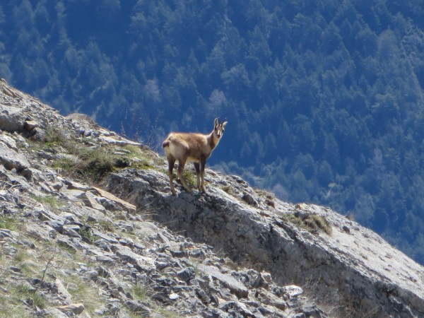 Sarrios or Chamois in the Pyrenees