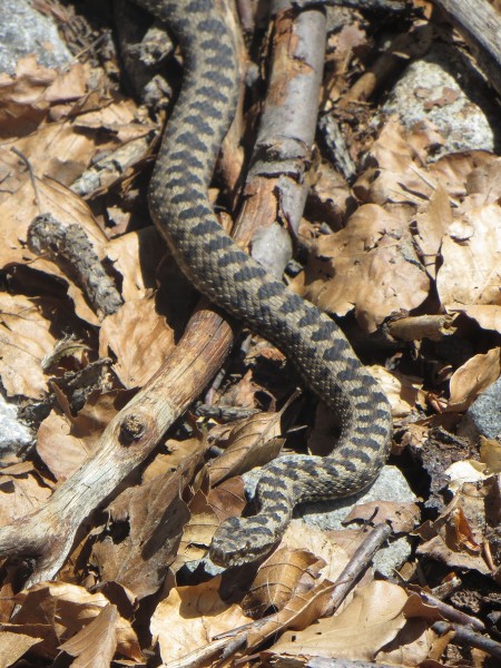 Asp viper seen by the Rio Aguas Limpias