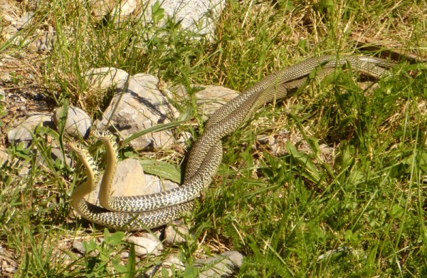 A pair of courting whipsnakes