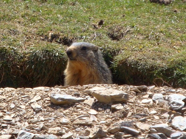 Marmot - Marmota