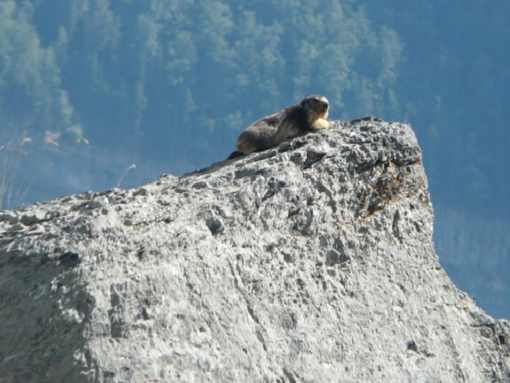 Fauna of the Pyrenees (6) Marmot