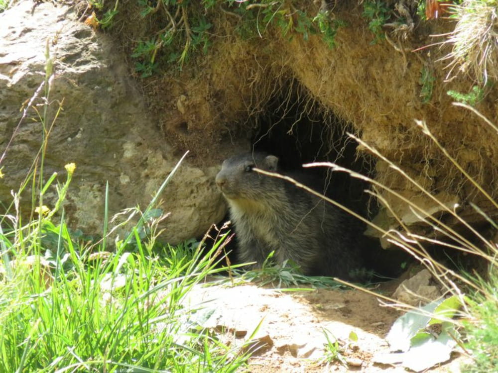 Fauna of the Pyrenees (7) Marmot