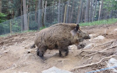 Wild boar in the Pyrenees
