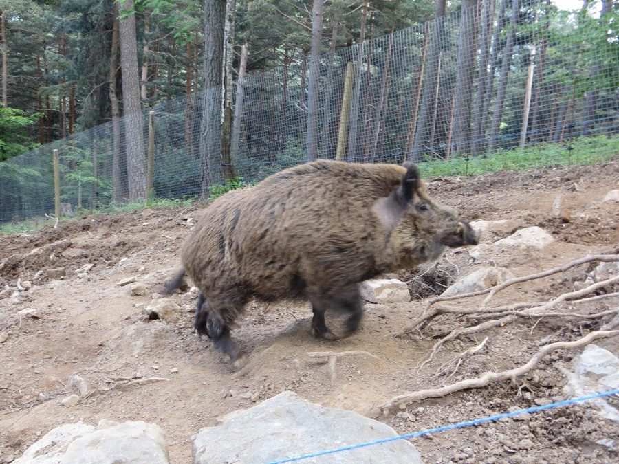Wild boar in the Pyrenees