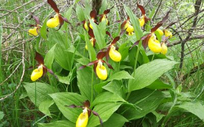 Lakes and Valley’s flora specific week