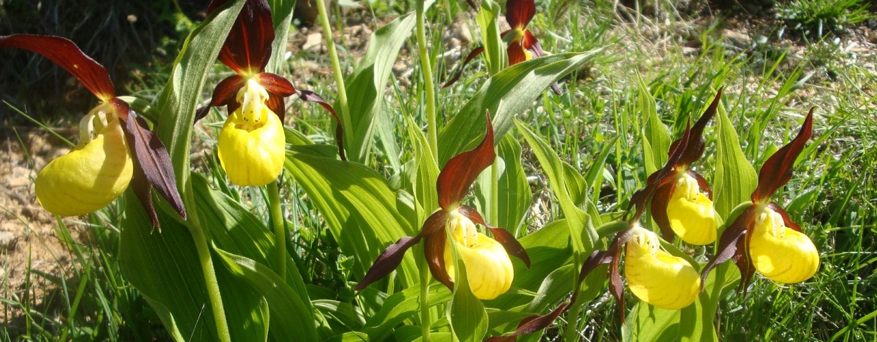Lady’s-slipper-orchid-min