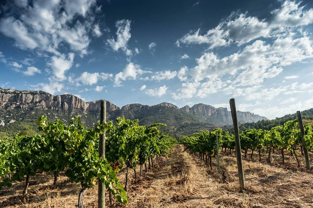 Priorat vineyards and Serra de Montsant