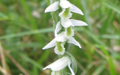 Autumn Lady’s Tresses – Spiranthes Spiralis