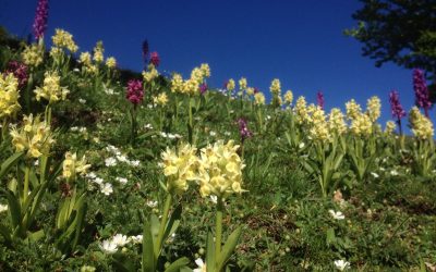 Flowers in the Valle de Salazar
