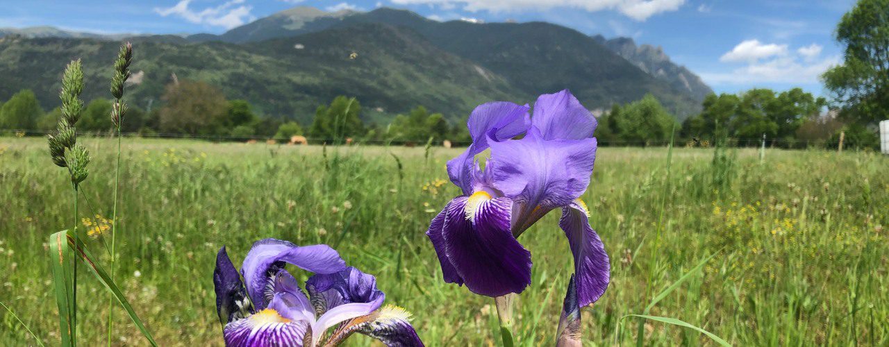 iris-slider Iris in the Pyrenees
