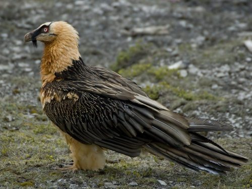 Bearded Vulture in the Pyrenees