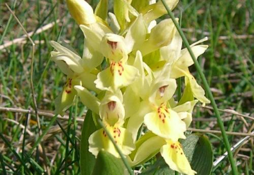 Elder Flowered Orchid