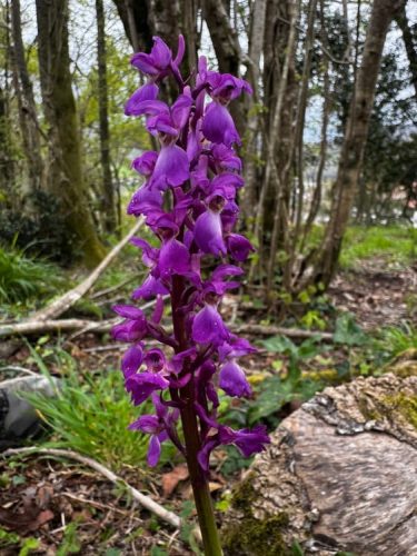 First orchid of the season - an early purple