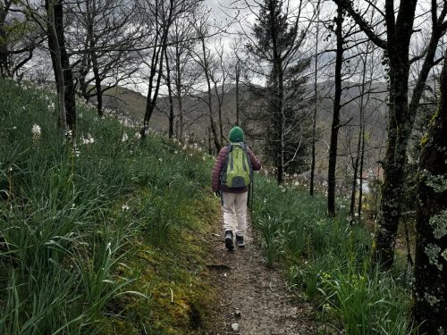 Hiking through the woods