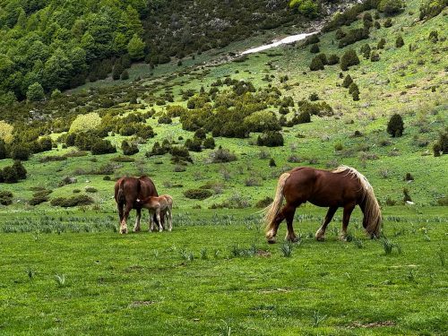 Ordesa National Park (19)