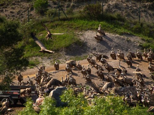 Vulture feeding in Ainsa