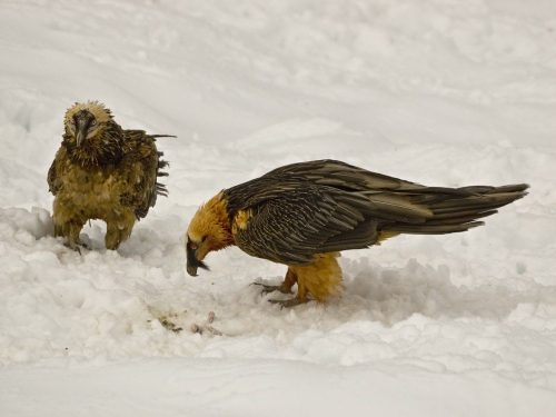 Pyrenees Bearded Vulture