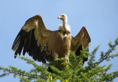 Griffon Vulture