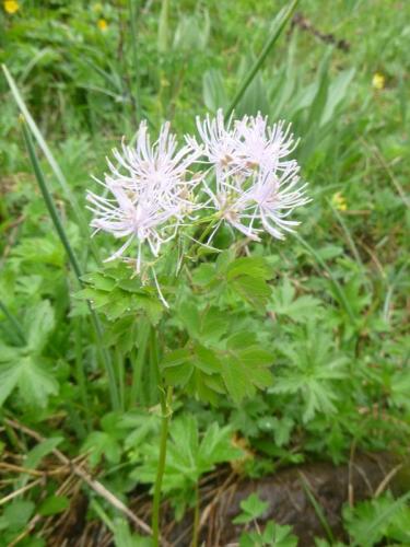 Common meadow rue – Thalictrum aquillegifolium