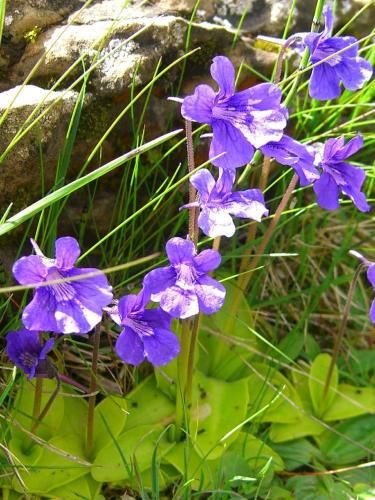 Insectivorous plants
